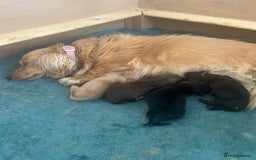 Miniature Dachshund dogs for sale: KC reg miniature long haired dachshunds - Image 6