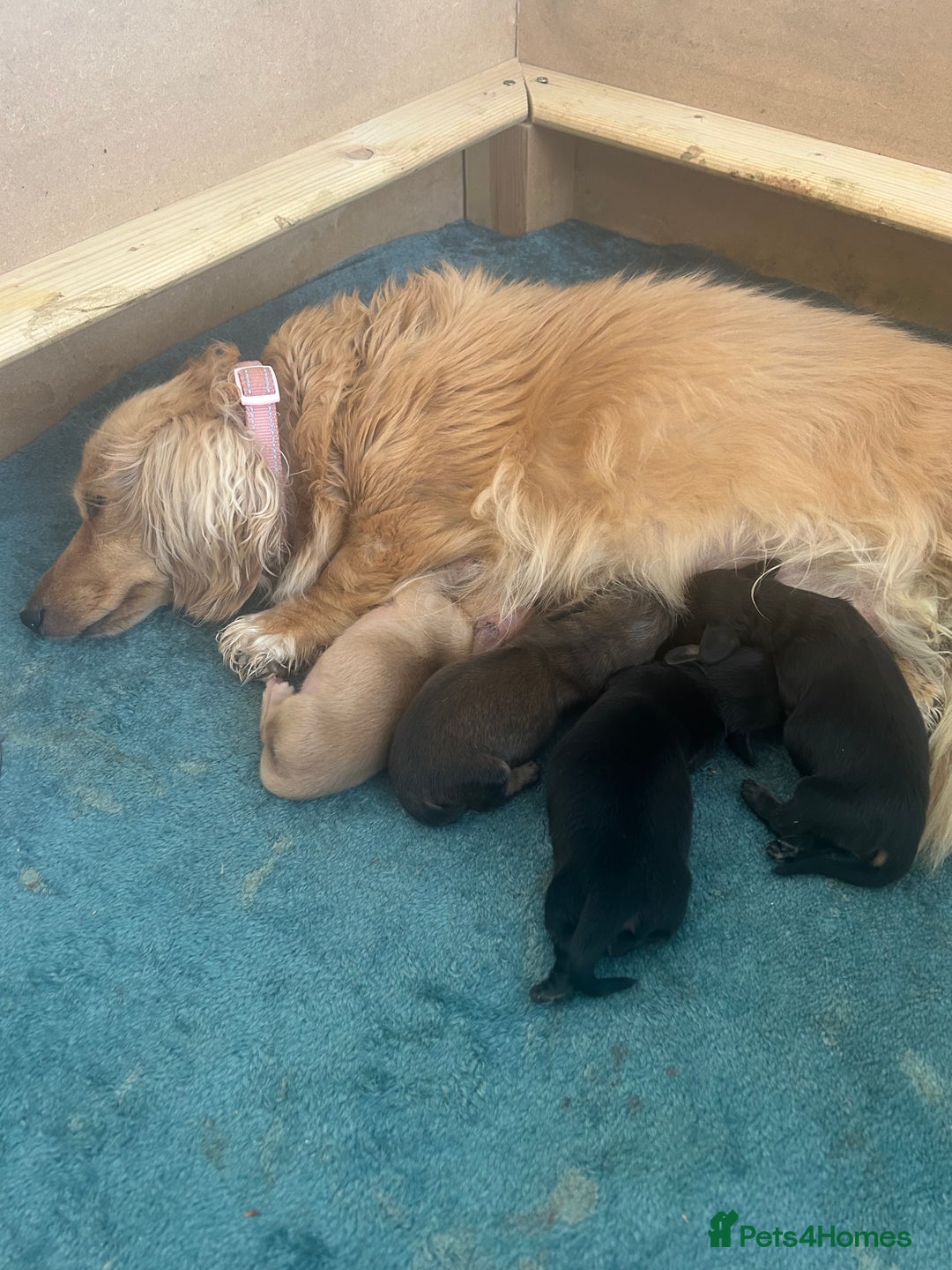 Miniature Dachshund dogs for sale: KC reg miniature long haired dachshunds - Image 6