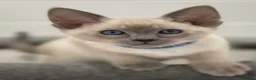 Siamese cats for sale: GCCF Registered Traditional Siamese Kittens.  - Advert 21