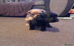 Cockapoo dogs for sale: Stunning litter of cockapoos  - Advert 10