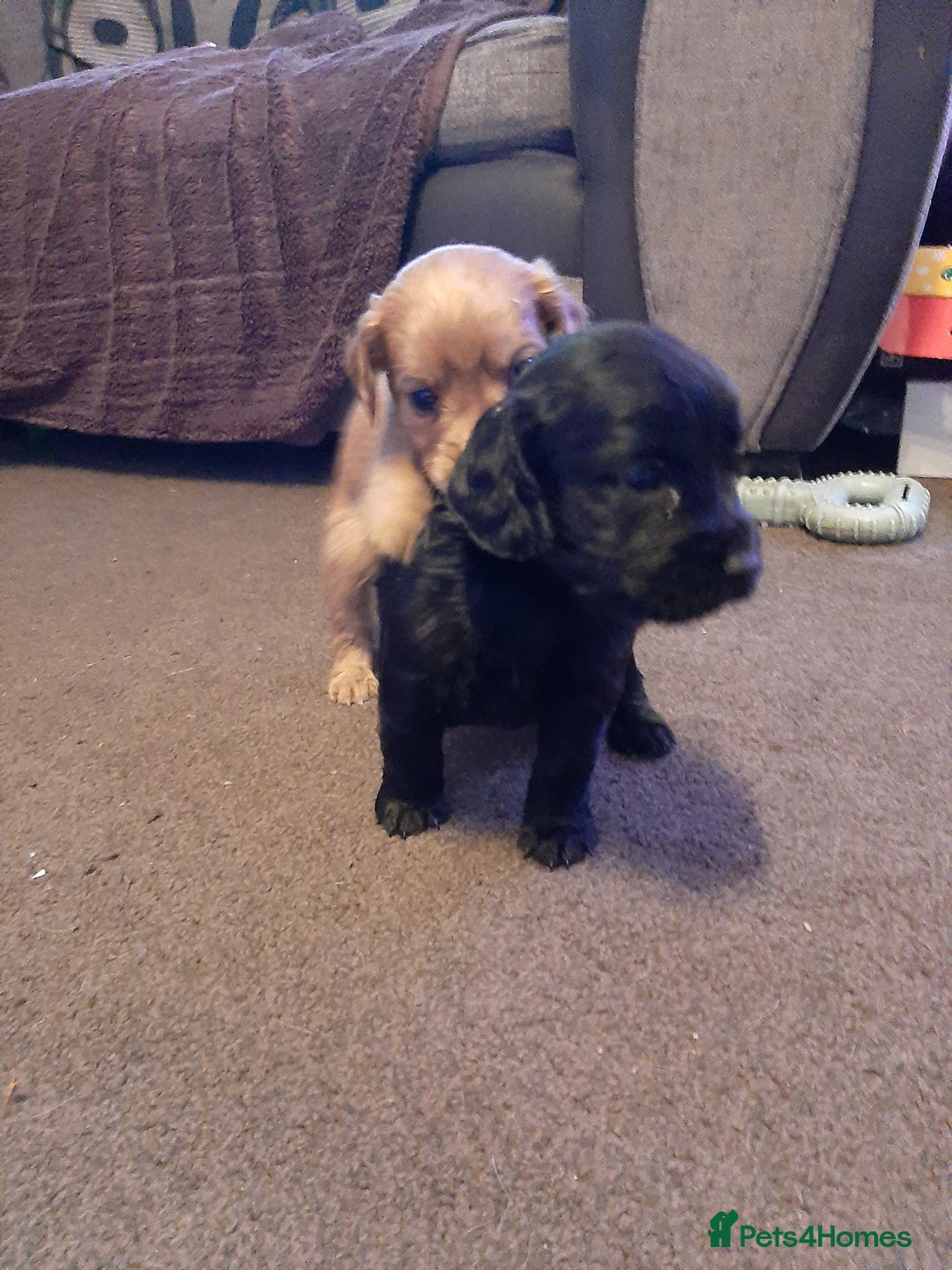 Cockapoo dogs for sale: Stunning litter of cockapoos  - Advert 10