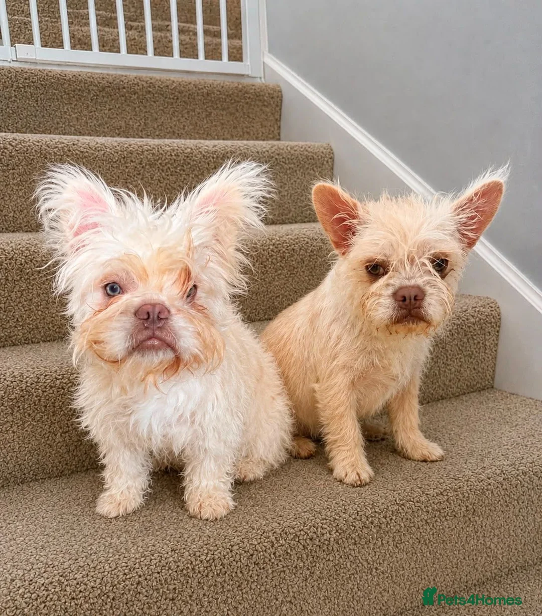 French Bulldog dogs for sale: French bulldog girls. Platinum.  - Advert 1