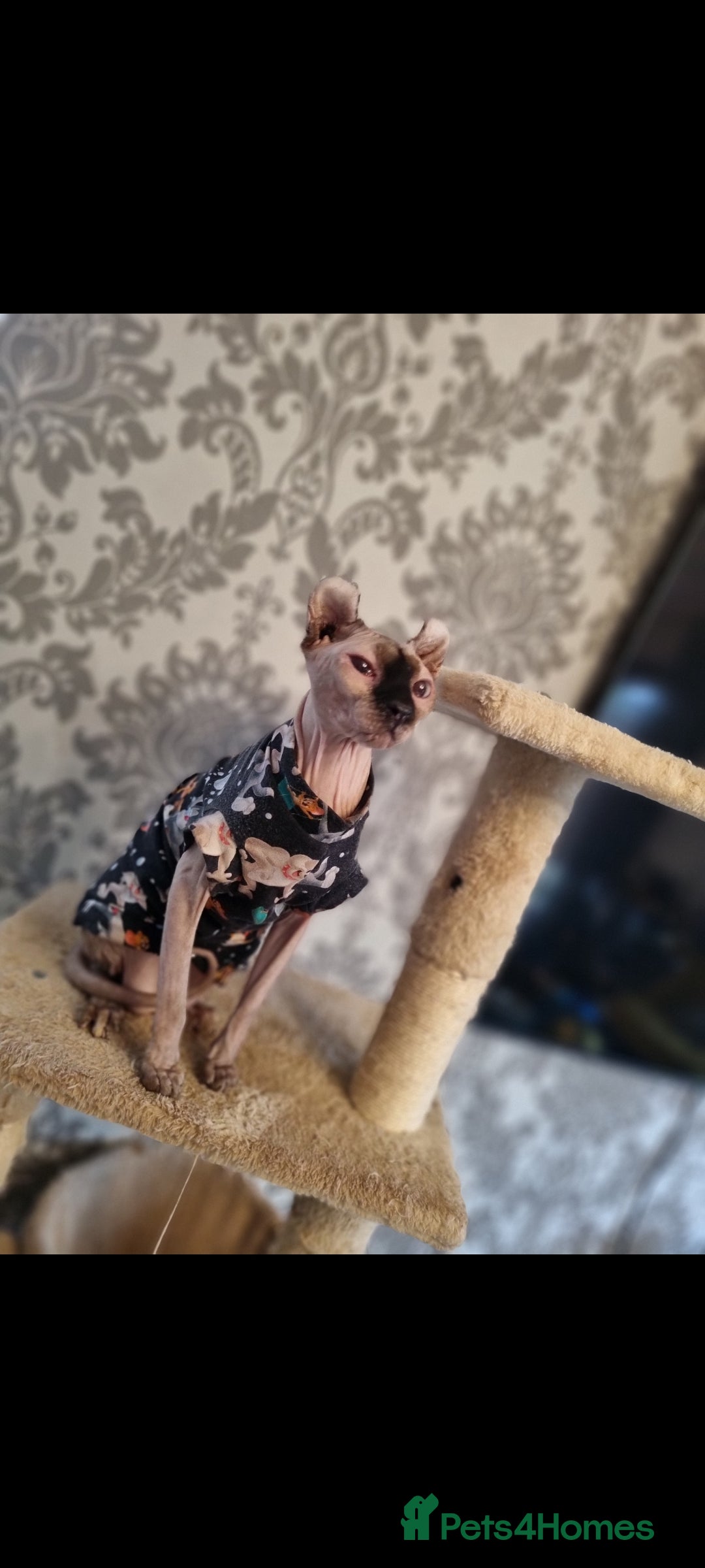 Sphynx cats for sale: ELF sphynx FEMALE in Oldham - Image 1