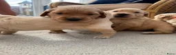 Golden Retriever dogs for sale: Kennel Club Golden Retriever Puppies Health Tested - Advert 3