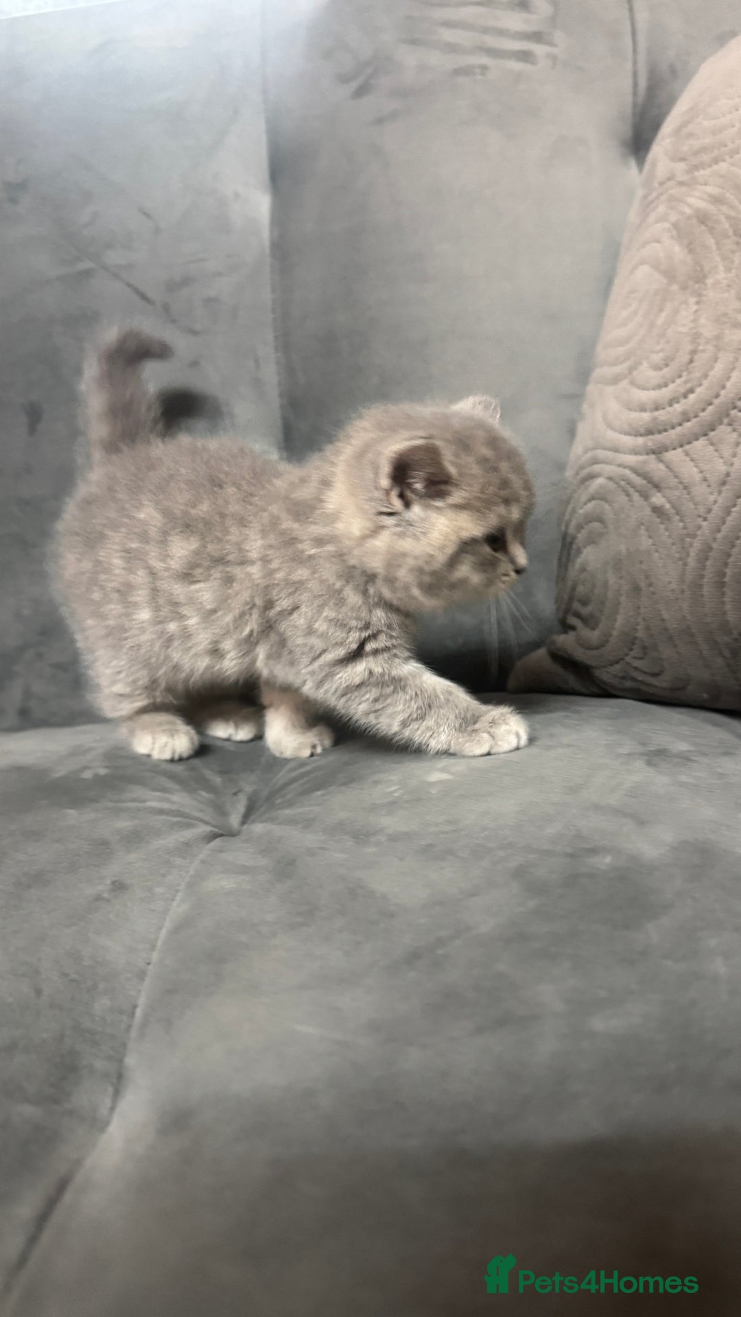 British Shorthair cats for sale: 5 British shorthair kittens  - Advert 10