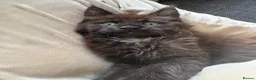Maine Coon cats for sale: Beautiful male black maine Coon kitten - Advert 5
