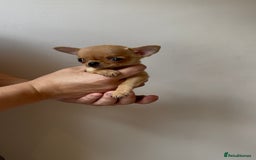 Chihuahua dogs for sale: ADORABLE SUPER TINY CHIHUAHUA PUPPIES - Image 1
