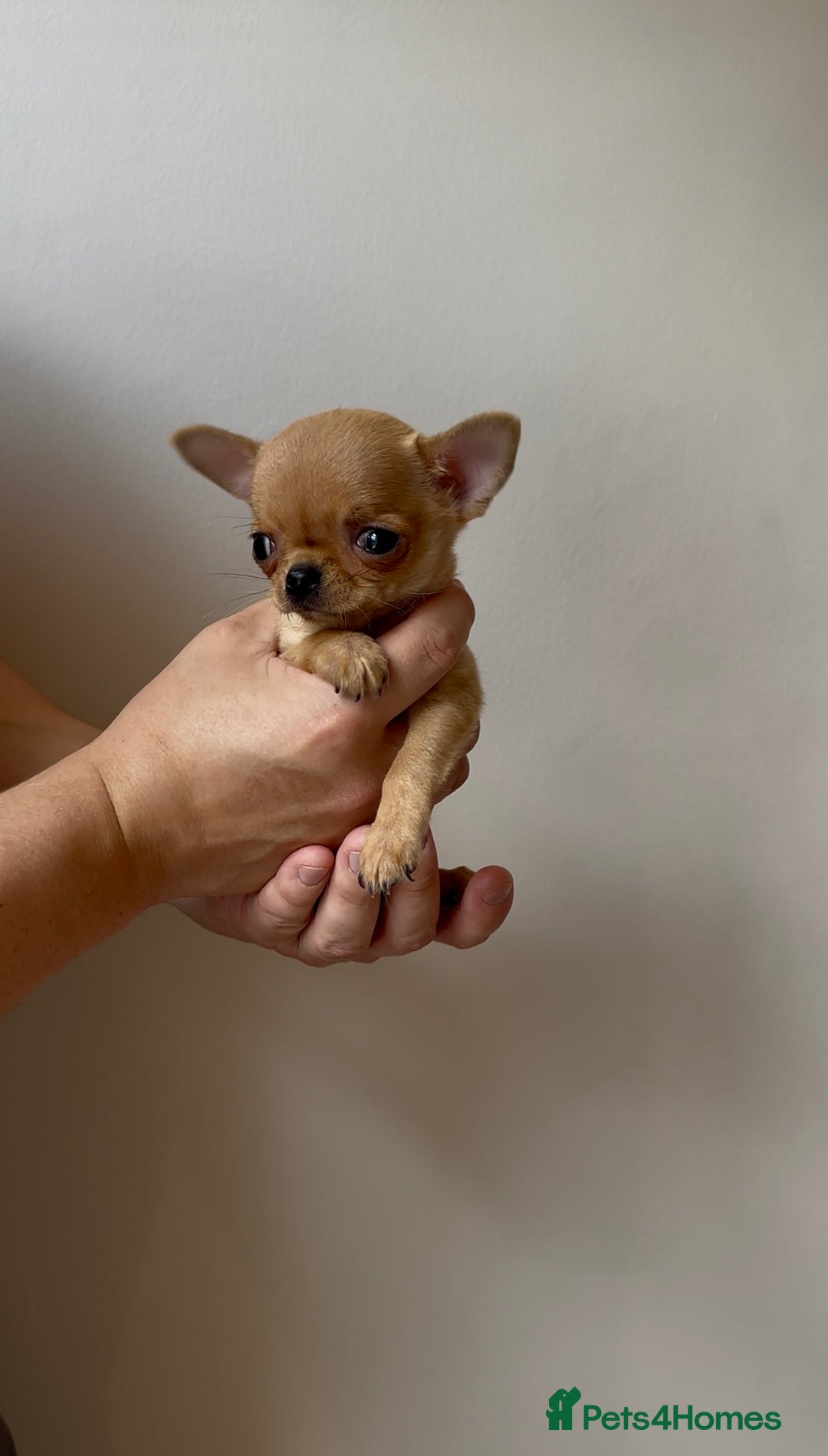 Chihuahua dogs for sale: ADORABLE SUPER TINY CHIHUAHUA PUPPIES - Image 1