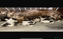 Cocker Spaniel dogs for sale: 5 Male 1 Female Pedigree Cocker Spaniel Puppy’s  - Image 5