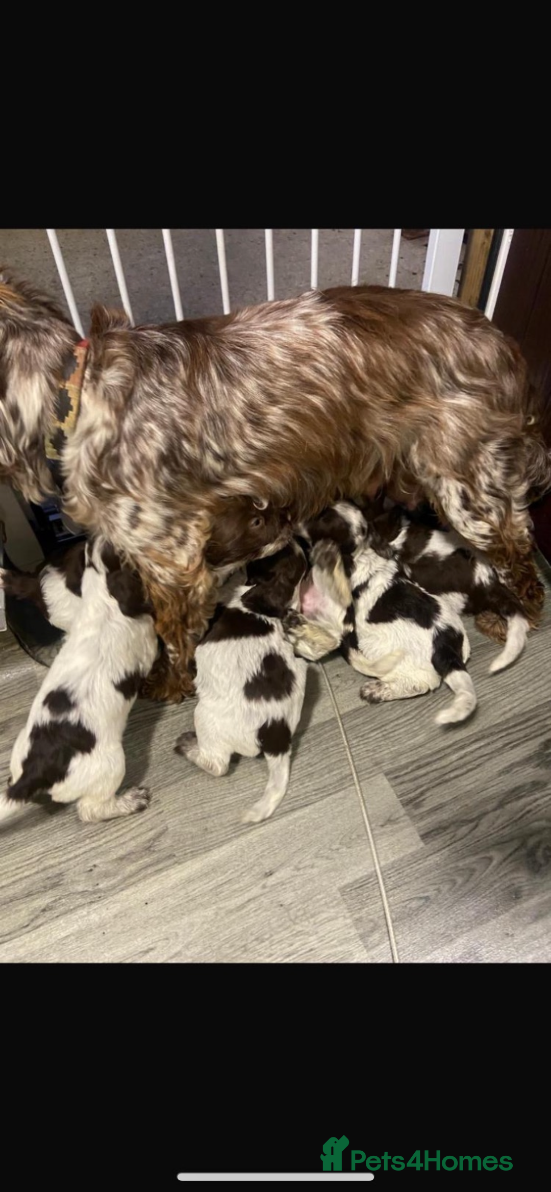 Cocker Spaniel dogs for sale: 5 Male 1 Female Pedigree Cocker Spaniel Puppy’s  - Image 5