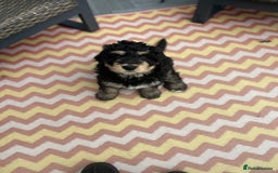 Bernedoodle dogs for sale: ⭐️⭐️F2 BERNEDOODLE PUPPIES⭐️⭐️ - Image 6