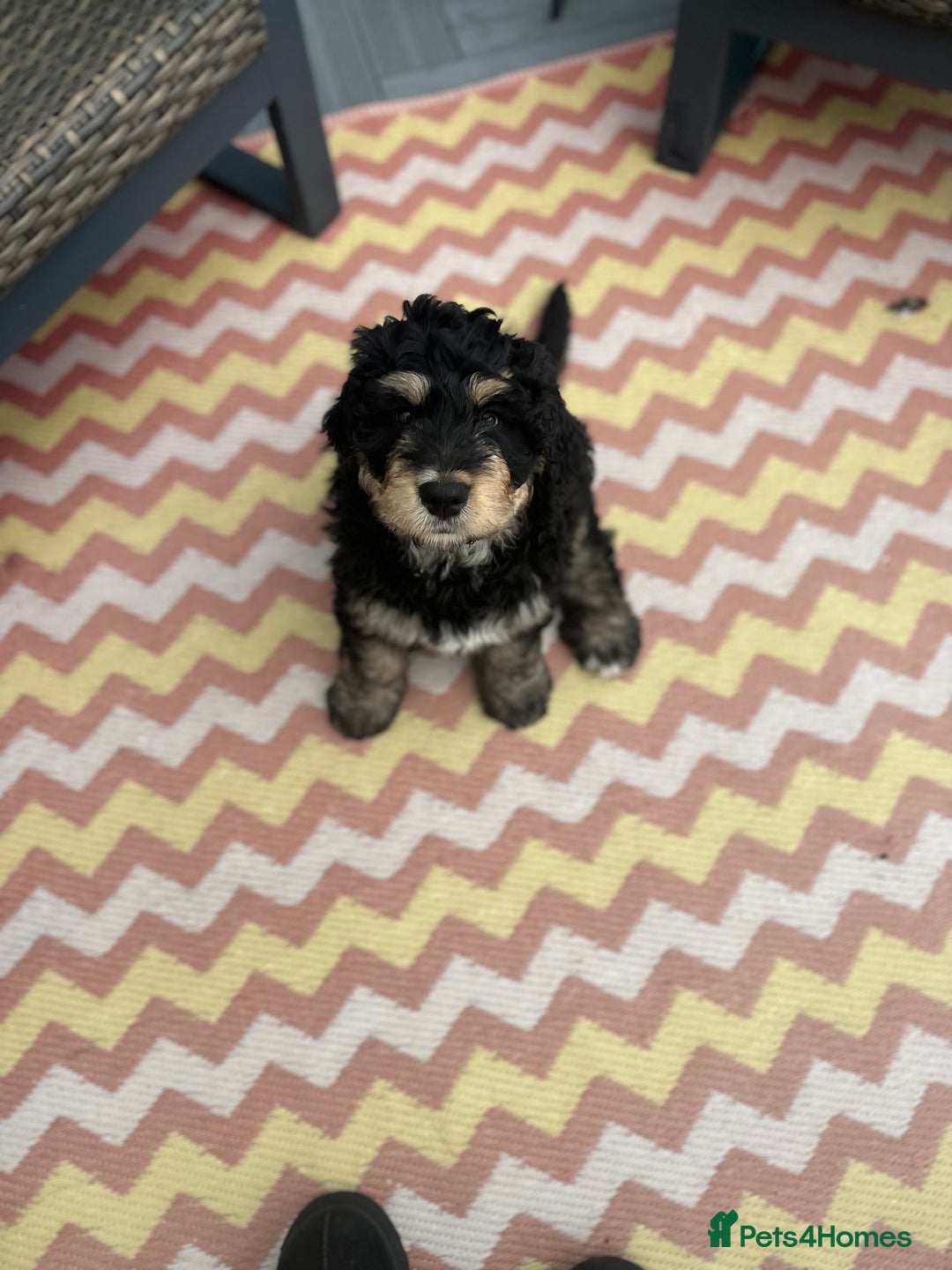 Bernedoodle dogs for sale: ⭐️⭐️F2 BERNEDOODLE PUPPIES⭐️⭐️ - Image 6