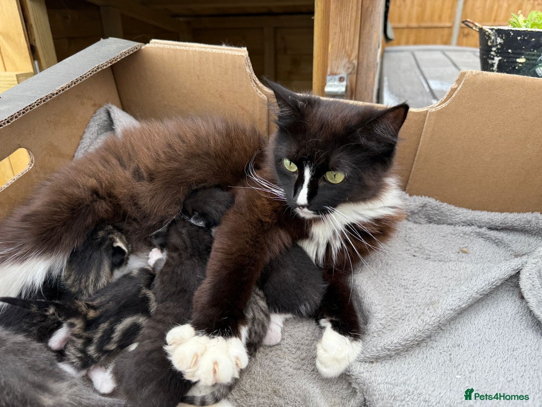 Mixed Breed cats for sale: Kittens - Image 8