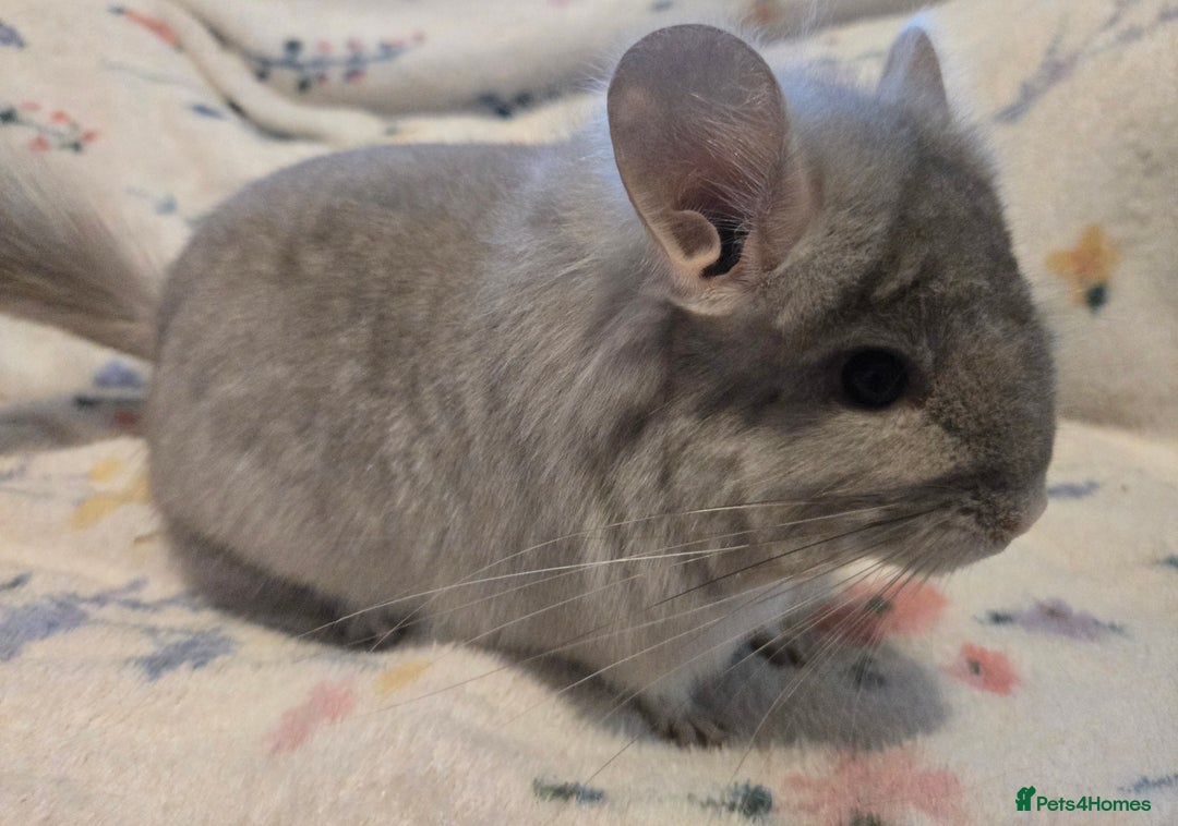 Chinchilla rodents for sale: Gorgeous Tan Royal Persian Angora Poss VC/BDC - Advert 12