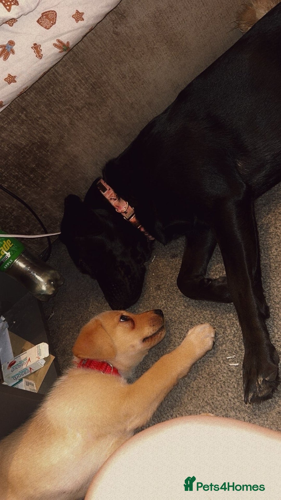 Labrador Retriever dogs for sale: White lab male - Advert 1