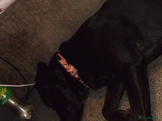 Labrador Retriever dogs White lab male - Advert 1