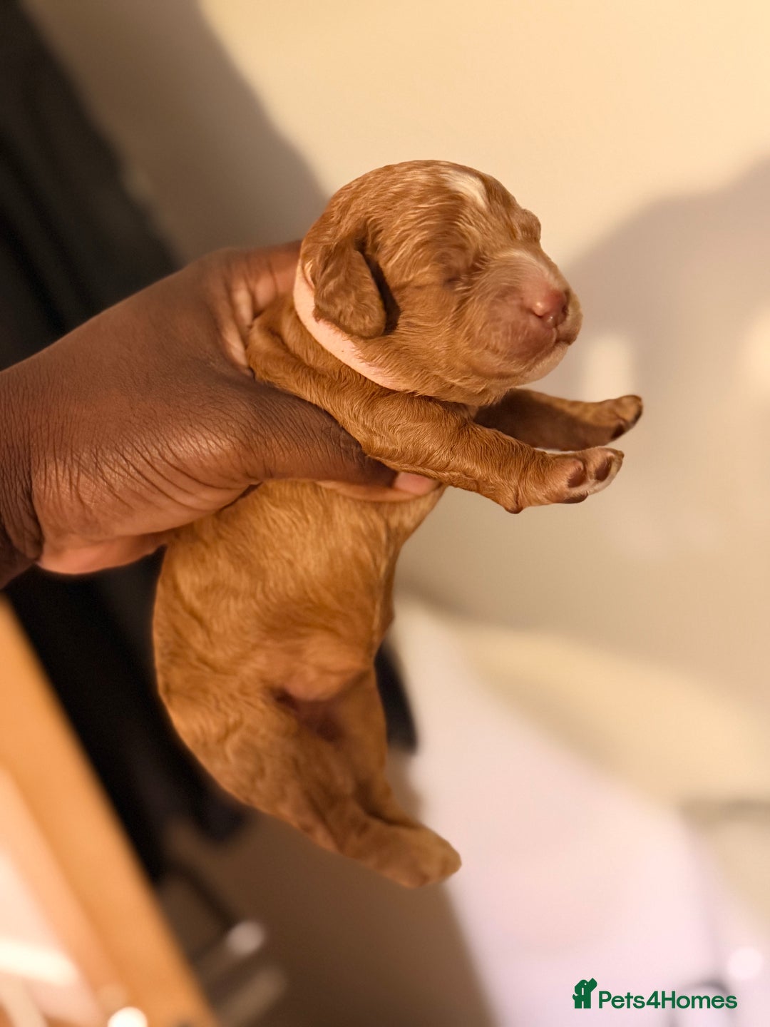 Cockapoo dogs for sale: Adorable Puppies Looking for Their Forever Homes! - Advert 19