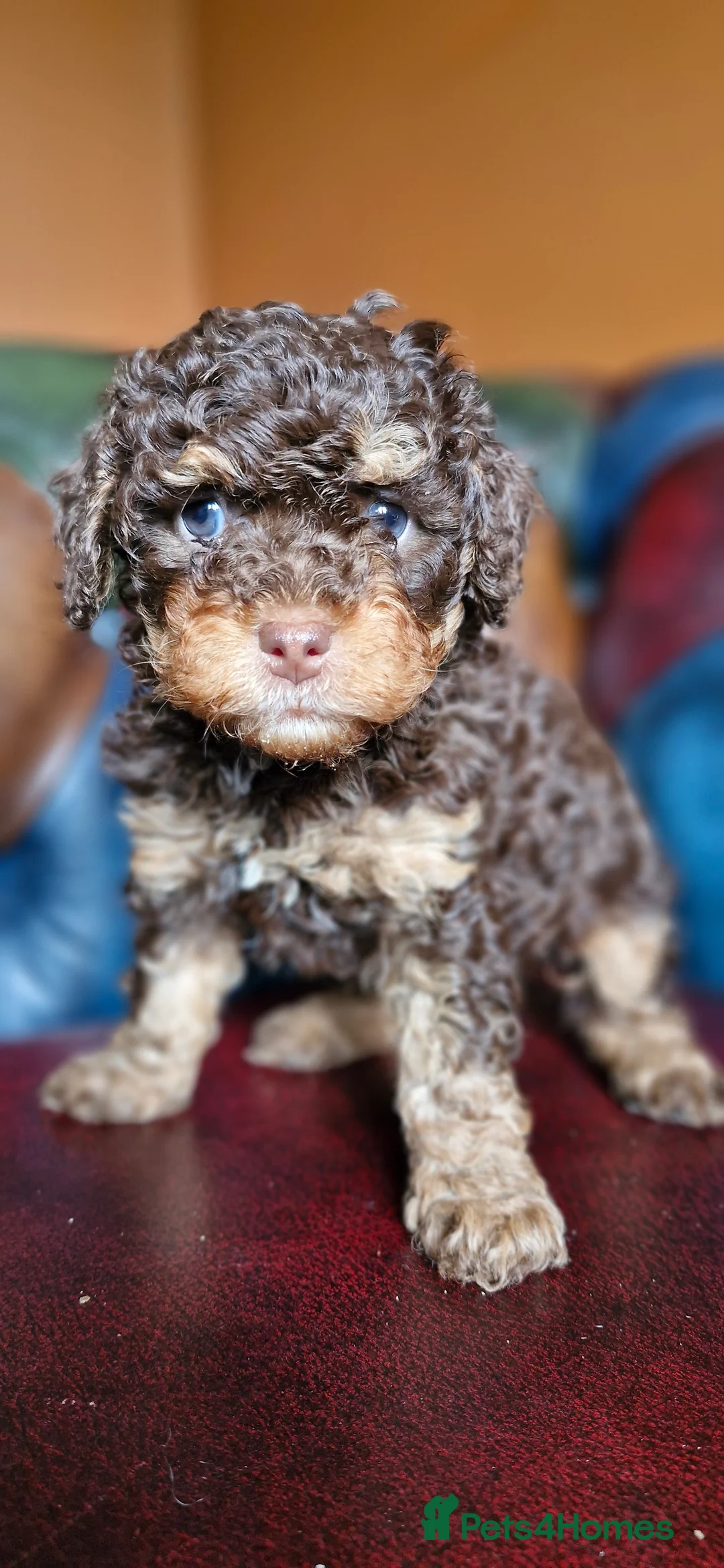 Cavapoo dogs for sale: Gorgeous f1bb Cavapoo pups. Health tested parents  - Advert 9