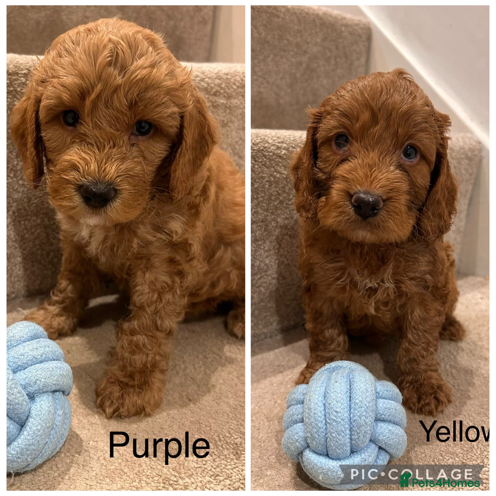 Cockapoo dogs 2 Male Cockapoo Puppies remaining  - Advert 5