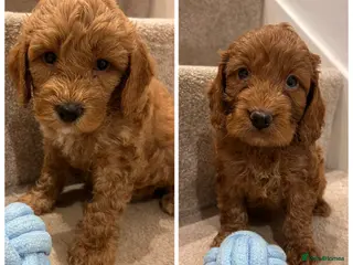 Cockapoo dogs *Last 2 Male* F1b Cockapoo Puppies - Advert 15
