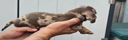 Dachshund dogs for sale: 5 mini daschund puppies are looking for home - Advert 19
