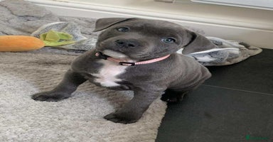 Staffordshire Bull Terrier dogs - Advert 10