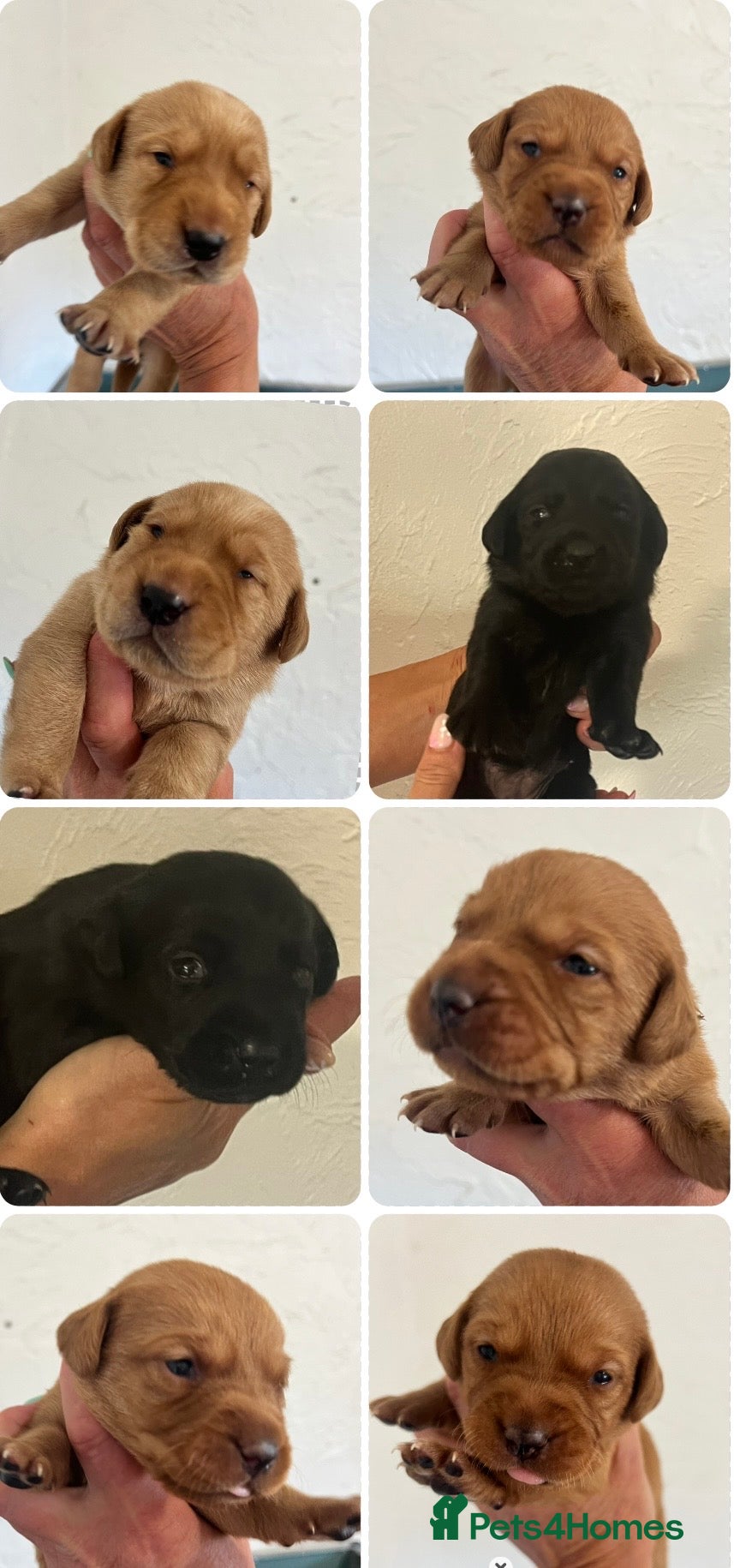 Labrador Retriever dogs KC BLACK FOX. RED YELLOW LAB PUPS HEALTH TESTED - Advert 18