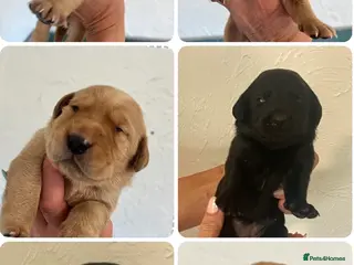 Labrador Retriever dogs KC BLACK FOX. RED YELLOW LAB PUPS HEALTH TESTED - Advert 7