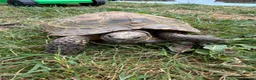 Tortoise reptiles for sale: Speedy the tortoise  - Advert 1