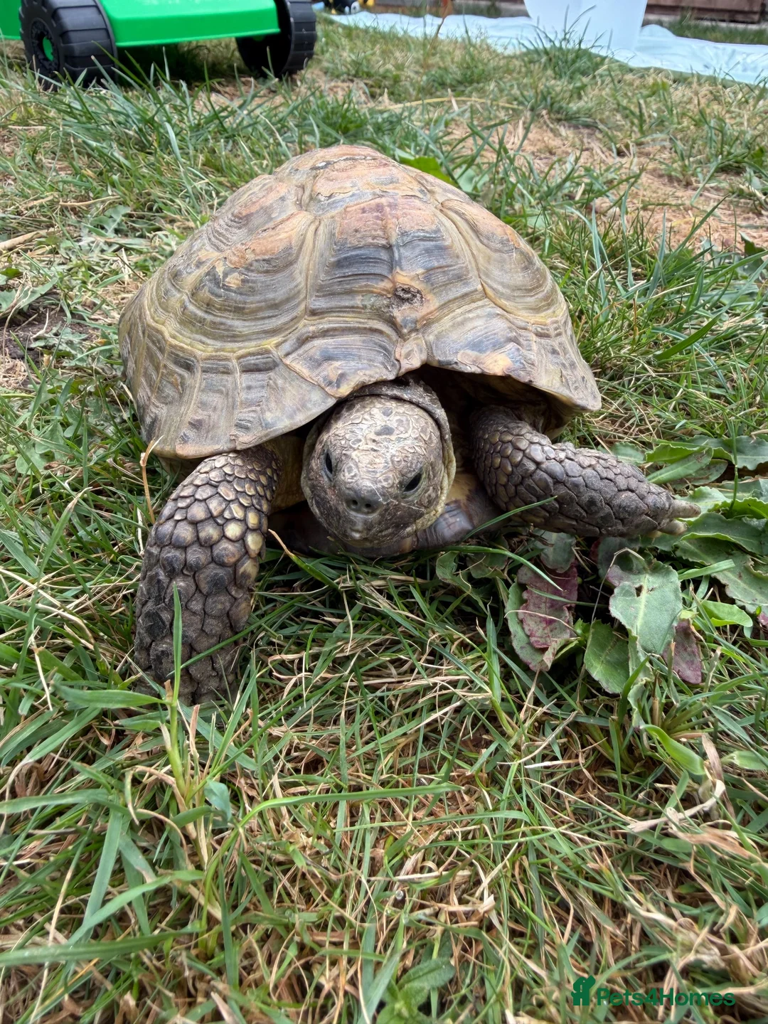 Tortoise reptiles for sale: Speedy the tortoise  - Advert 1