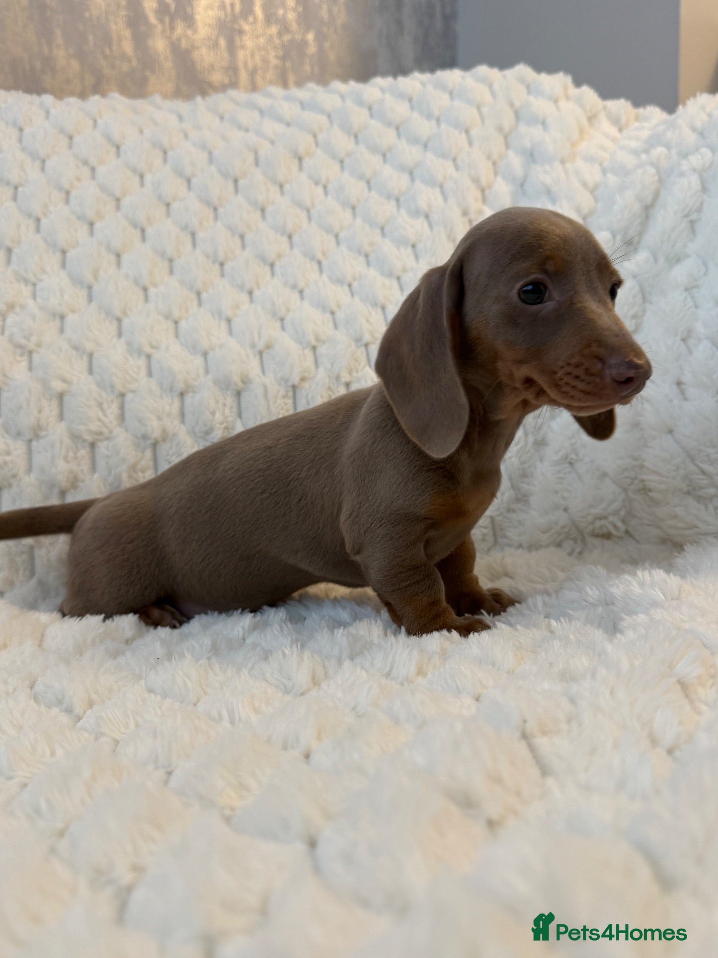 Miniature Dachshund dogs 🐾MINIATURE DACHSHUND PUPPIES🐾 - Advert 2