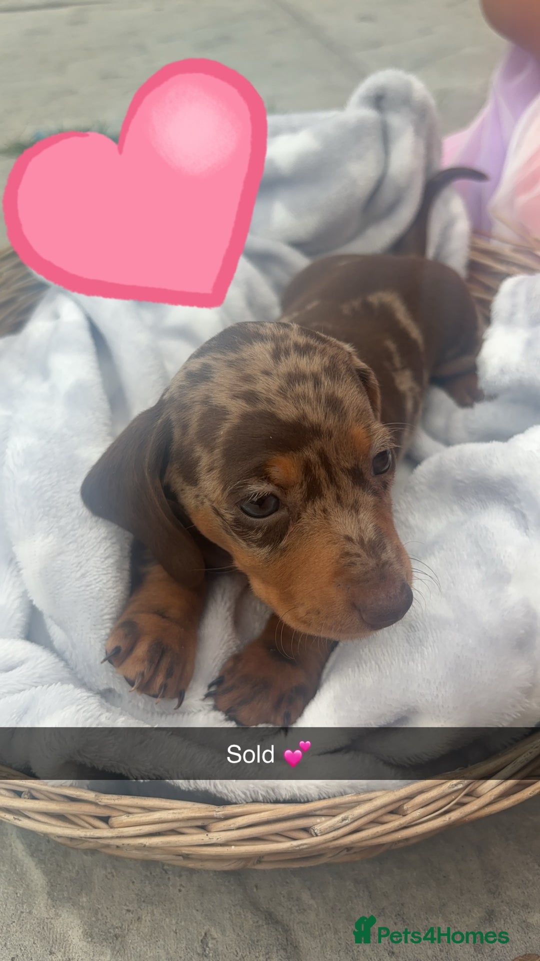 Dachshund dogs for sale: Gorgeous Dachshund Puppies - Image 10