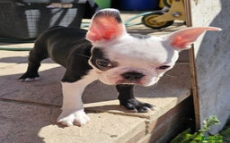 Boston Terrier dogs for sale: REDUCED!! Boston terriers DELIVERY!. - Image 5