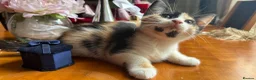 Mixed Breed cats for sale: Ginger Calico Tuxedo Kittens London-Richmond Sale - Advert 36