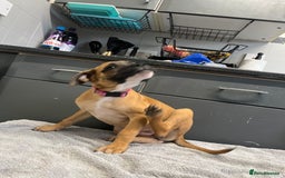 Staffordshire Bull Terrier dogs for sale: Beautiful Staffy pups  in Shrewsbury - Image 11