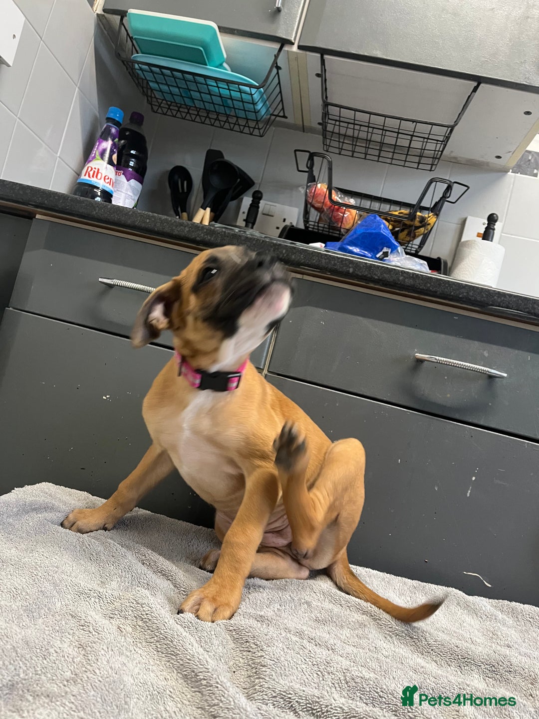 Staffordshire Bull Terrier dogs for sale: Beautiful Staffy pups  in Shrewsbury - Image 11
