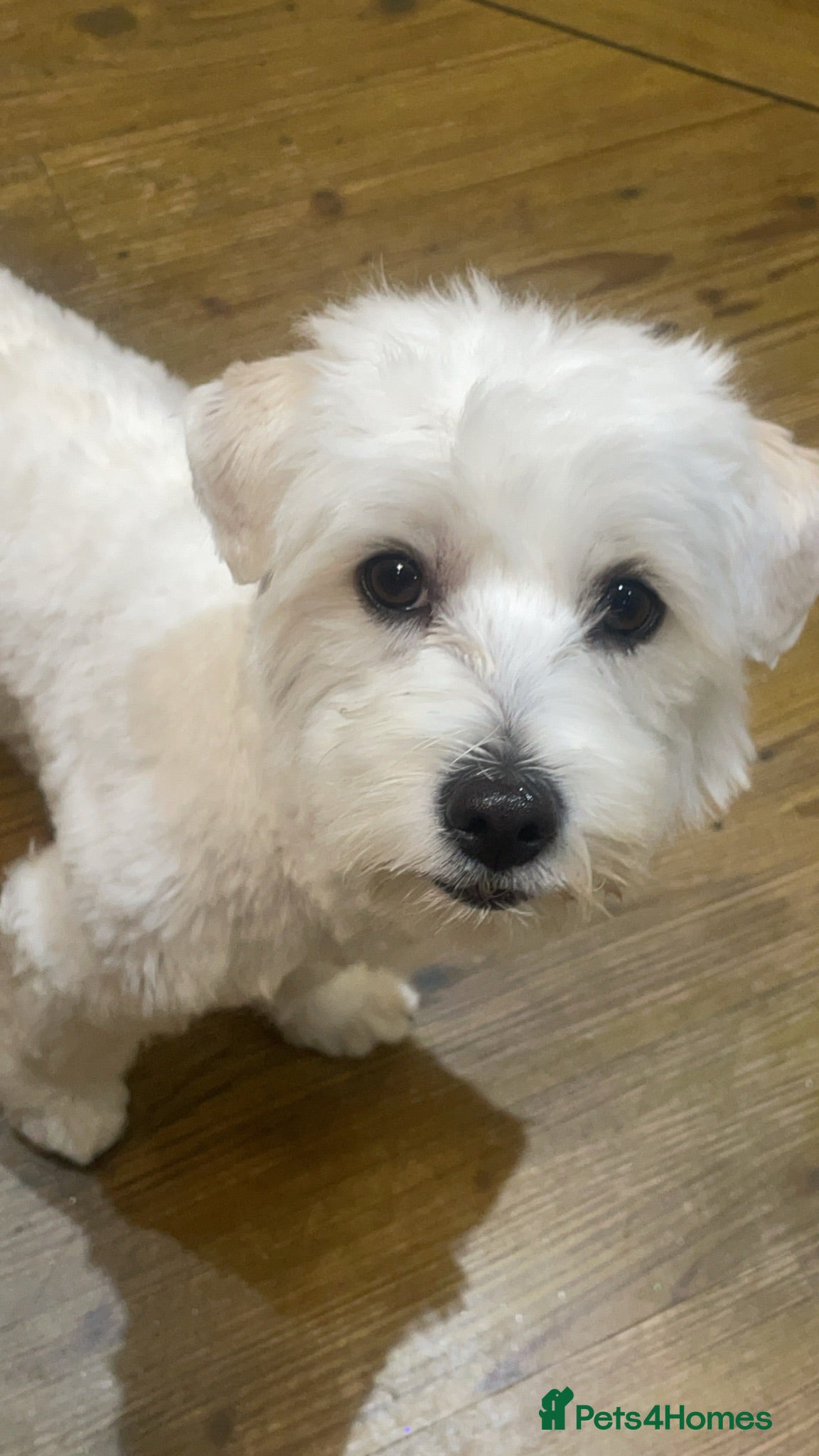 Bichon Frise dogs Bichon Frise mix - Advert 2
