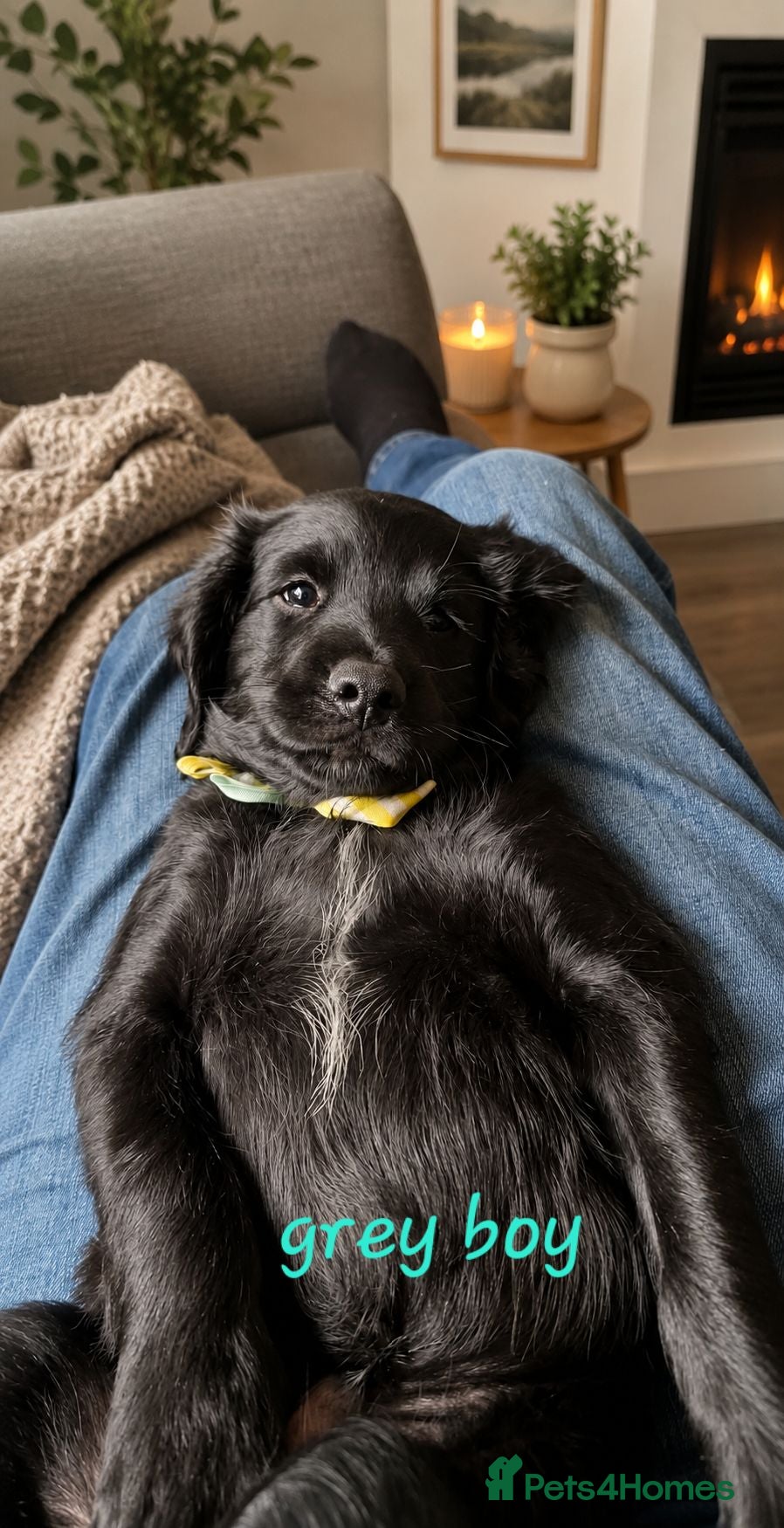 Sprocker dogs  Beautiful Spaniel boys  Ready Now - Advert 1