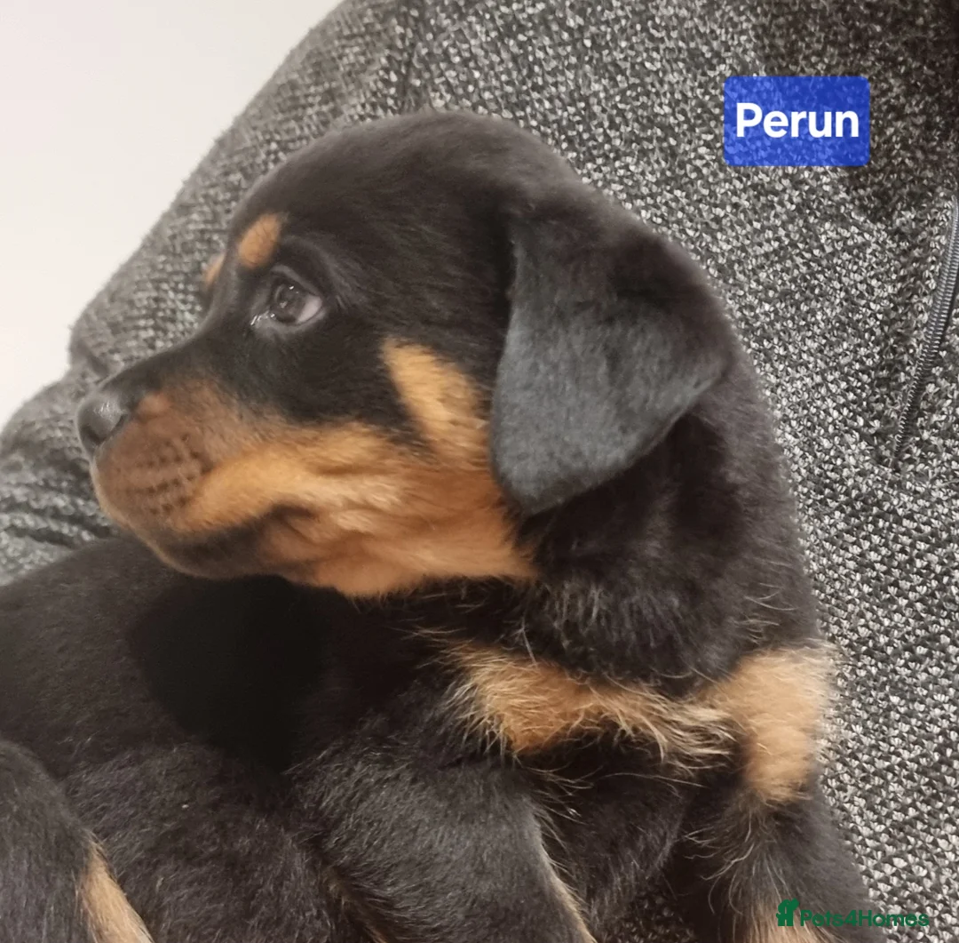 Rottweiler dogs for sale: ONLY 1 BOY LEFT Champion Bloodline KC Rottweilers - Advert 7