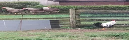 Chickens poultry for sale: Young point of lay chickens, wellsummers etc. - Advert 6