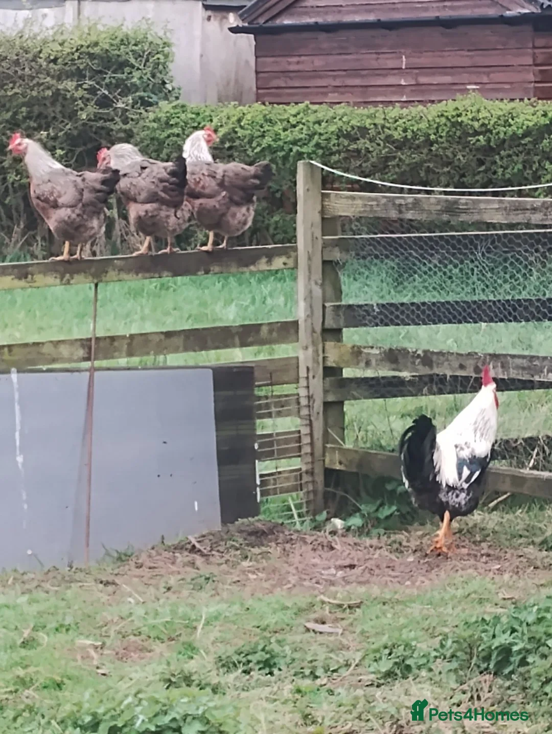 Chickens poultry for sale: Young point of lay chickens, wellsummers etc. - Advert 6