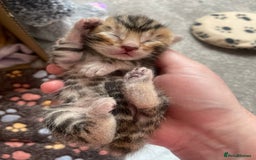 Bengal cats for sale: Beautiful Bengal Kittens  - Image 10