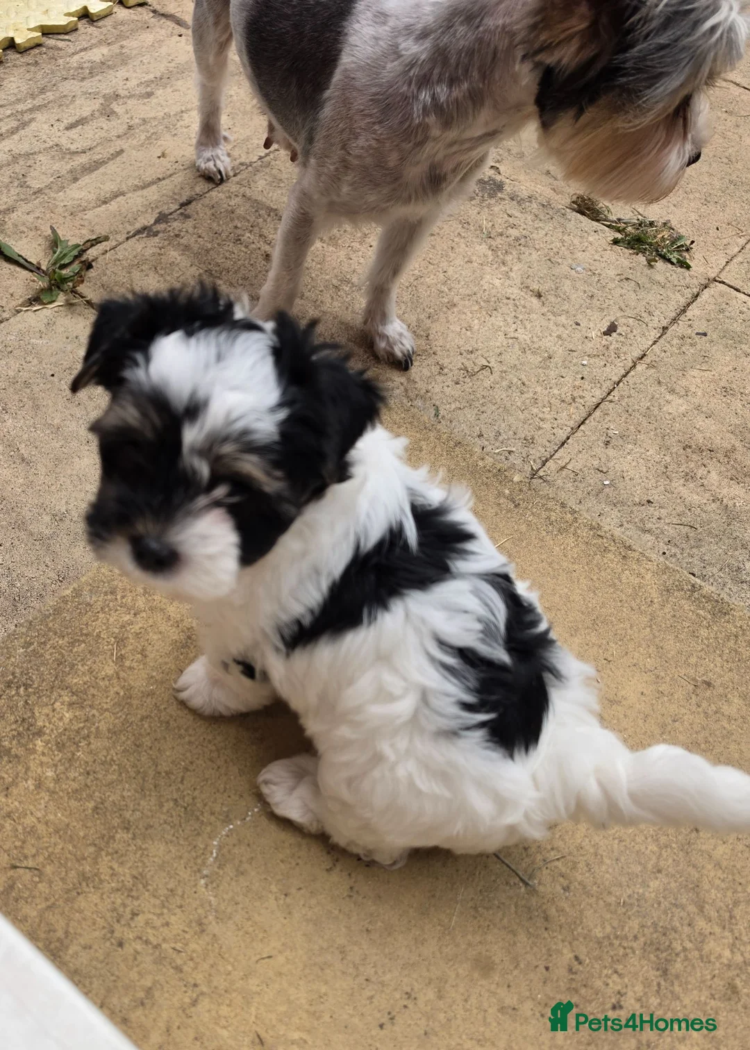 Yorkshire Terrier dogs for sale: READY TO GO Biewer Terrier girl available. - Advert 2