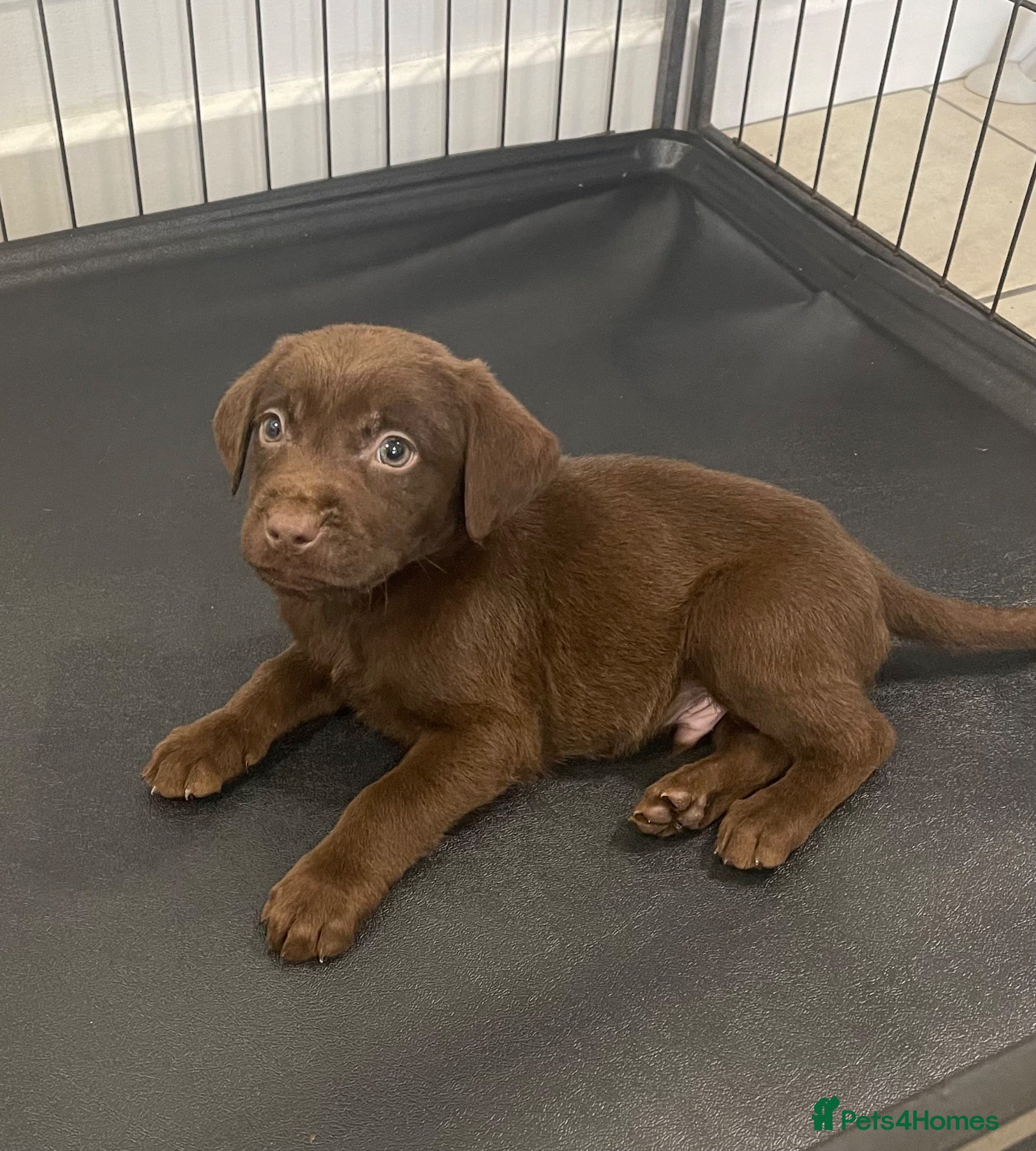 Labrador Retriever dogs Gorgeous Labrador pups - Advert 1
