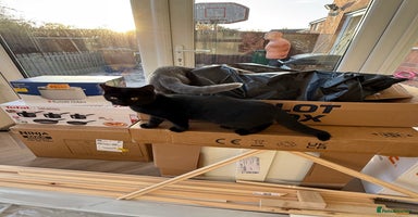 British Shorthair cats - Advert 7