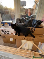 British Shorthair cats - Advert 7