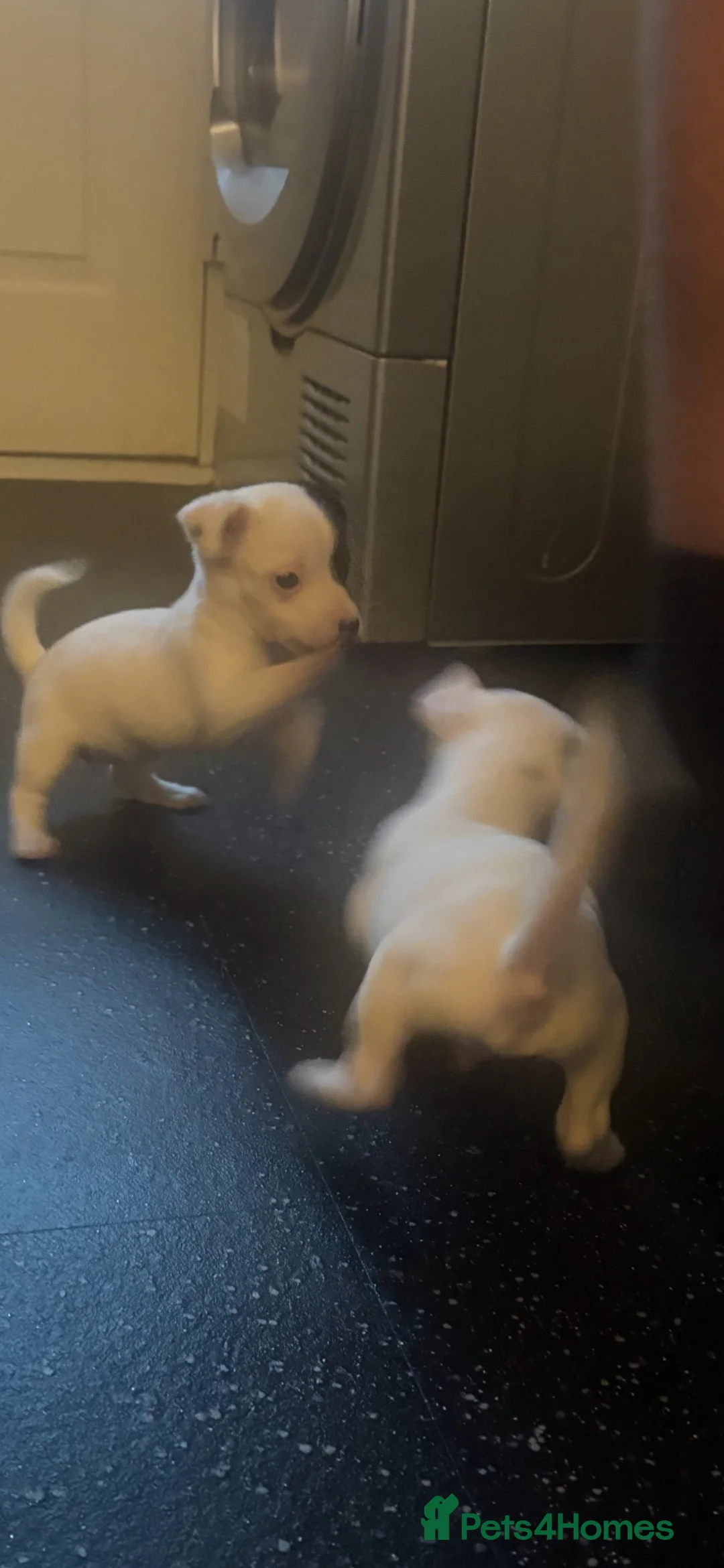 Jack Russell dogs for sale: Jack Russell puppy’s  - Advert 2