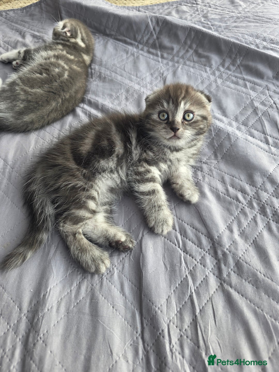 Scottish Fold cats for sale: Tabby Scottish Fold Kittens - Advert 32