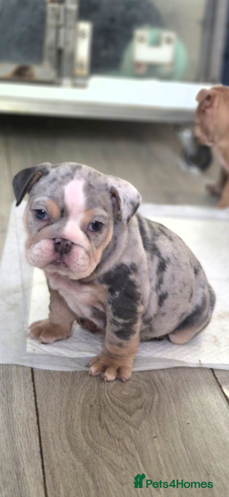 English Bulldog dogs Stunning Lilac Bulldogs - Advert 1