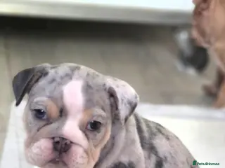 English Bulldog dogs Stunning Lilac Bulldogs - Advert 1